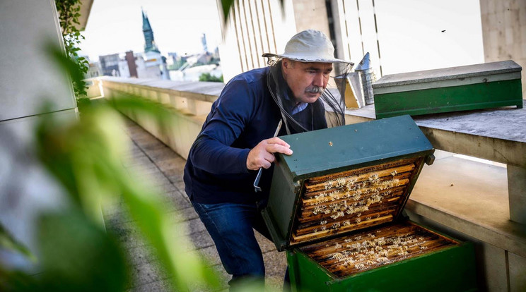 Nagy István különös műgonddal foglalkozik a méhekkel / Fotó Pelsőczy Csaba