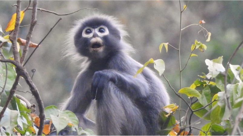 Popa langur