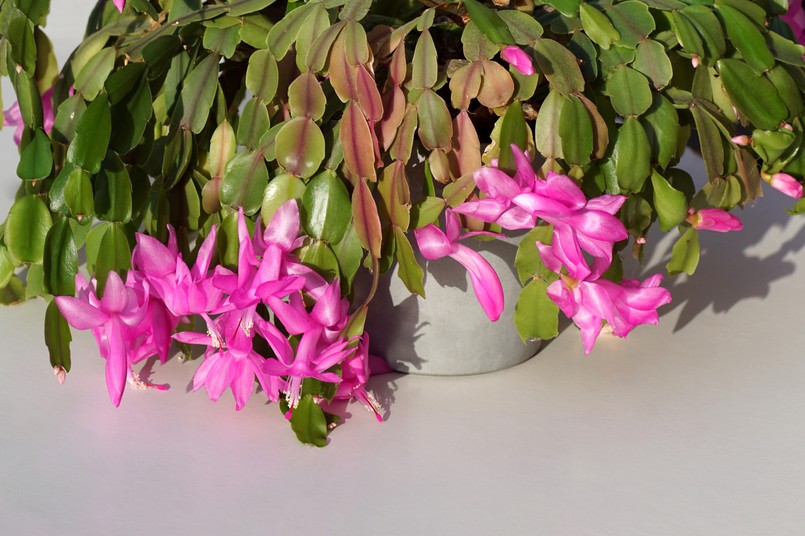 Closeup,Of,The,Pink,Flowering,False,Christmas,Cactus,,Schlumbergera,Truncata.