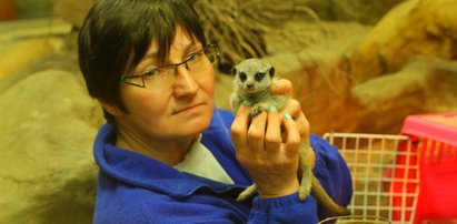 Niezwykła historia nowego mieszkańca zoo. Jestem matką dla surykatki