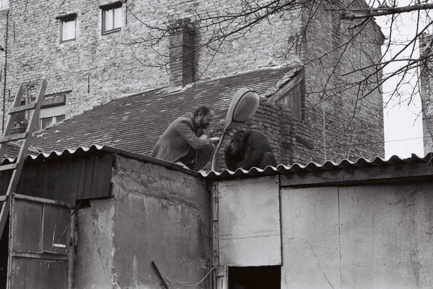 Vuk "pregovara" sa Samijem