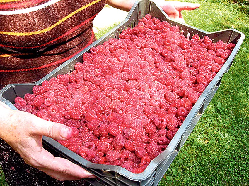 Cena prve klase malina porasla je ove godine na oko 210 dinara po kilogramu jer je nevreme prepolovilo rod. Pošle godine su kupovane za 150 do 170 dinara