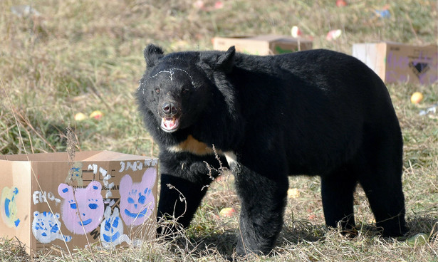 PRIMORYE TERRITORY, RUSSIA - OCTOBER 27, 2019: A bear kept at Kiparisovo, the first shelter for Asian black bears to open in Russia. Yuri Smityuk/TASS Dostawca: PAP/ITAR-TASS.