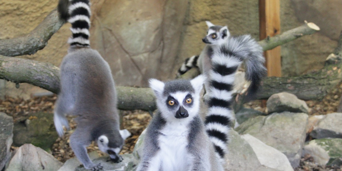 Lemur Julian