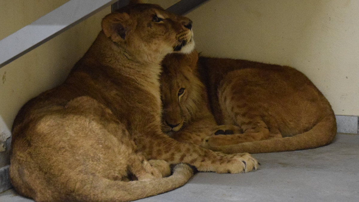 Ukraina-Rosja. Zwierzęta z kijowskiego zoo przyjechały do Poznania. Jak się czują?