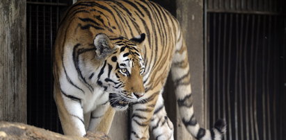 Koszmar w zoo. Tygrys odgryzł dziecku rękę