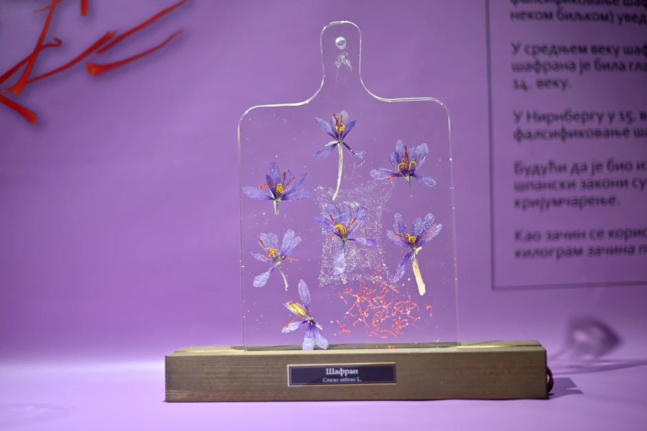 Šafran je nastao u Grčkoj ukrštanjem dve biljke koje i danas nativno žive u toj zemlji. Najskuplji je začin na svetu jer se njegovi cvetovi ručno oprašuju i sakupljaju. kilogram ovog začina staje i do 30.000 dolara