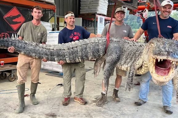 "Šta se još nalazi u toj vodi?!": Najveći ikada uhvaćeni aligator obara sve rekorde - to je 330 kilograma ČISTOG STRAHA (FOTO)