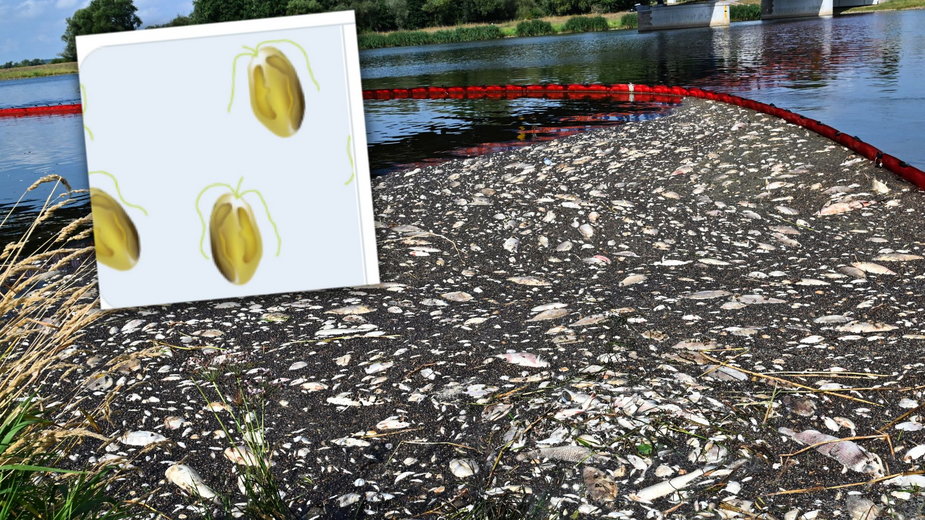 "Złote algi" zabiły ryby w Odrze? Teorie niemieckich naukowców