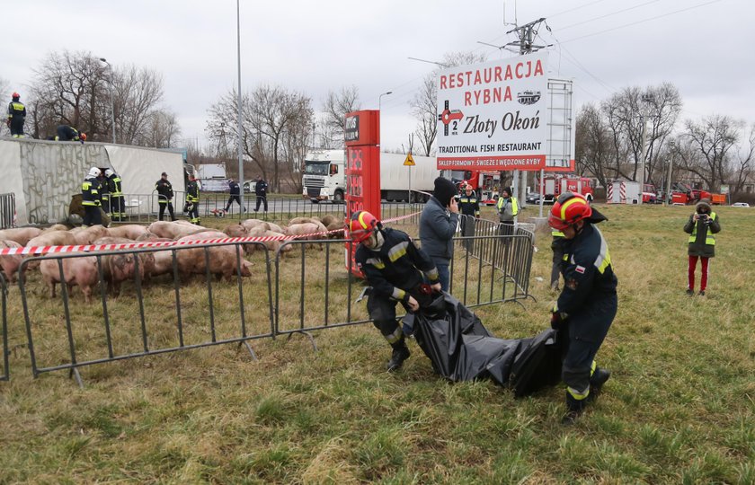 Wypadek. Przewrócił się tir ze świniami