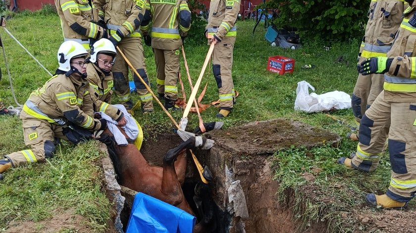 Dramatic action of firefighters. The horse fell into a concrete septic tank