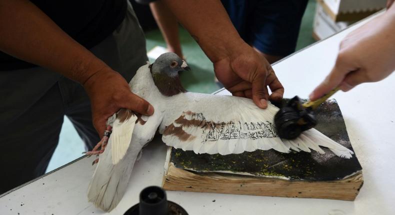 The MacArthur competition is the Philippines' longest homing pigeon race