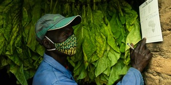 distribution of tobacco U.S. Smokeless Tobacco Market Trends & Forecast 2025–2033