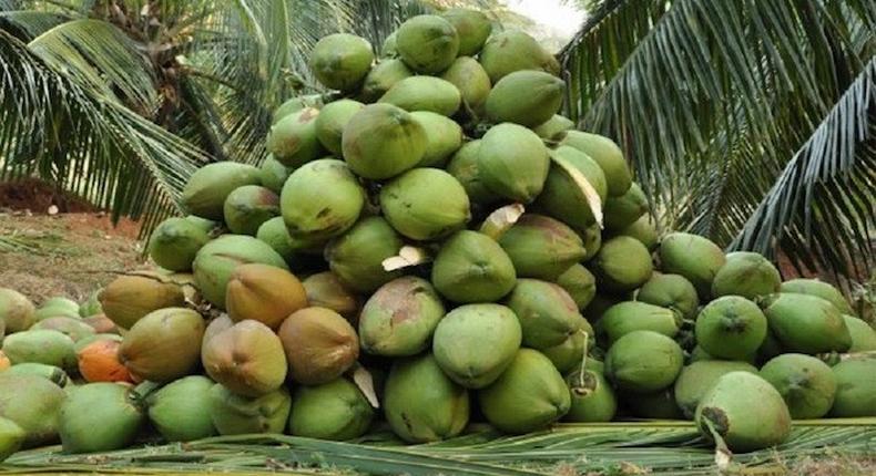 LASG, FAO sign $200,000 agreement on coconut development (BusinessDay)