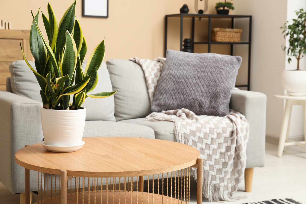 dom mieszkanie roślina