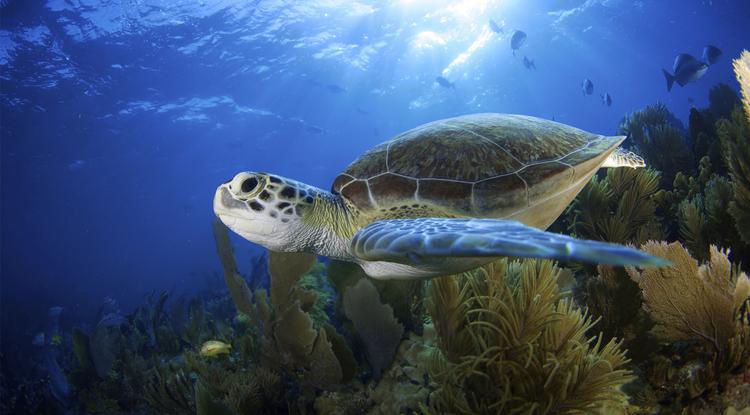 Florida: a veszélyeztetett tengeri teknősöknek jól jönnek a koronavírus miatti szabályozások