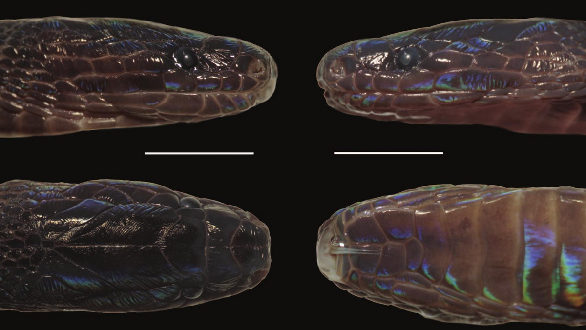 Wietnam: Odkryto nowy gatunek węża. Gad pokryty jest nietypowymi łuskami
