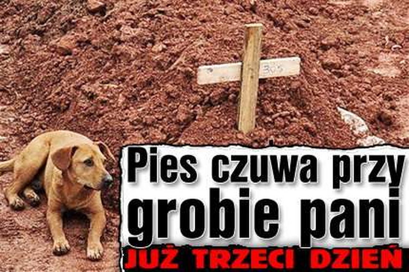 Pies czuwa przy grobie pani. Już trzeci dzień