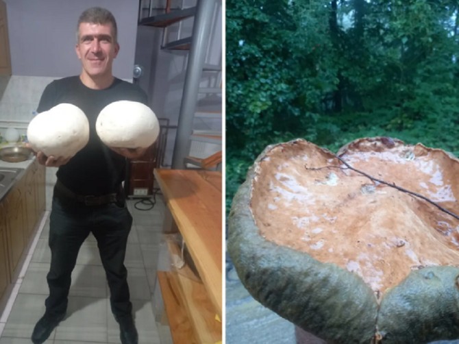 Marko Jevđenijević iz sela Stragari kod Kragujevca pronalazi nesvakidašnje pečurke foto: ustupljena fotografija: TopPres