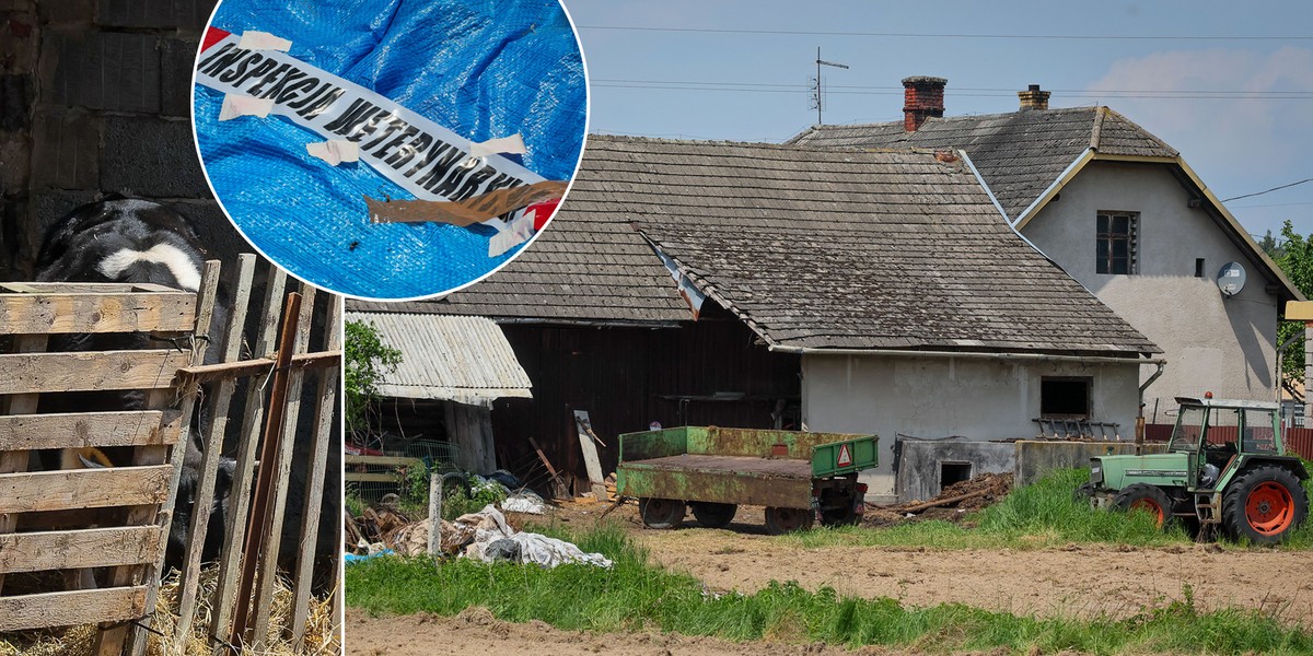 Cmentarzysko zwierząt hodowlanych w oborze strażaka z Landeka, gm. Jasienica. 