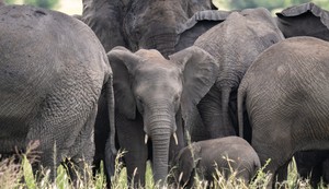 Ilustracija: slonovi