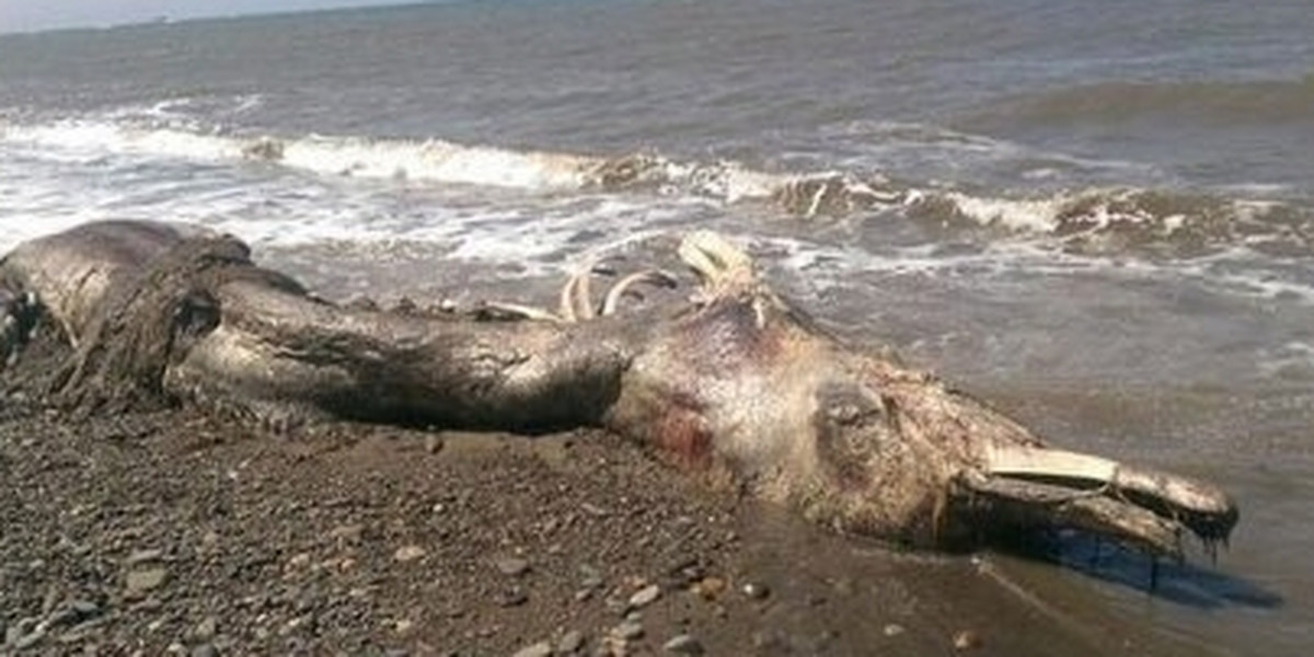 Morze wyrzuciło na brzeg dziwnego morskiego stwora 