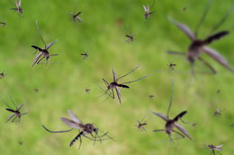 Środek do zamrażania kleszczy, plastry odstraszające komary  oraz inne gadżety do walki z owadami i roztoczami