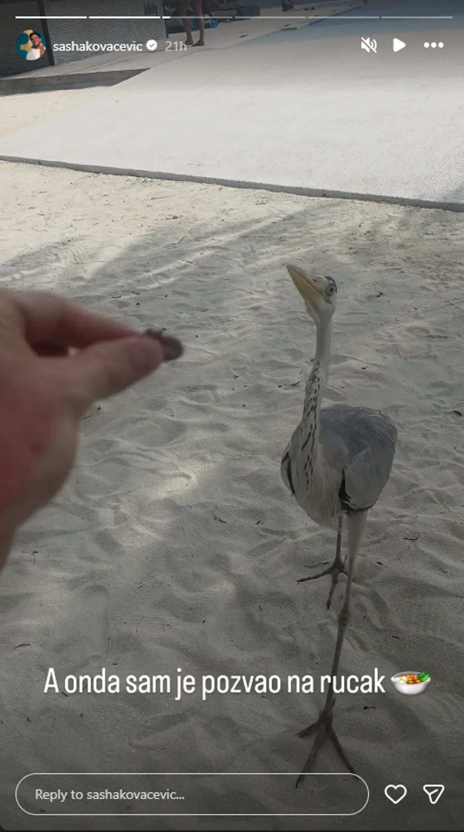 Avantura Saše Kovačevića i sive čaplje
