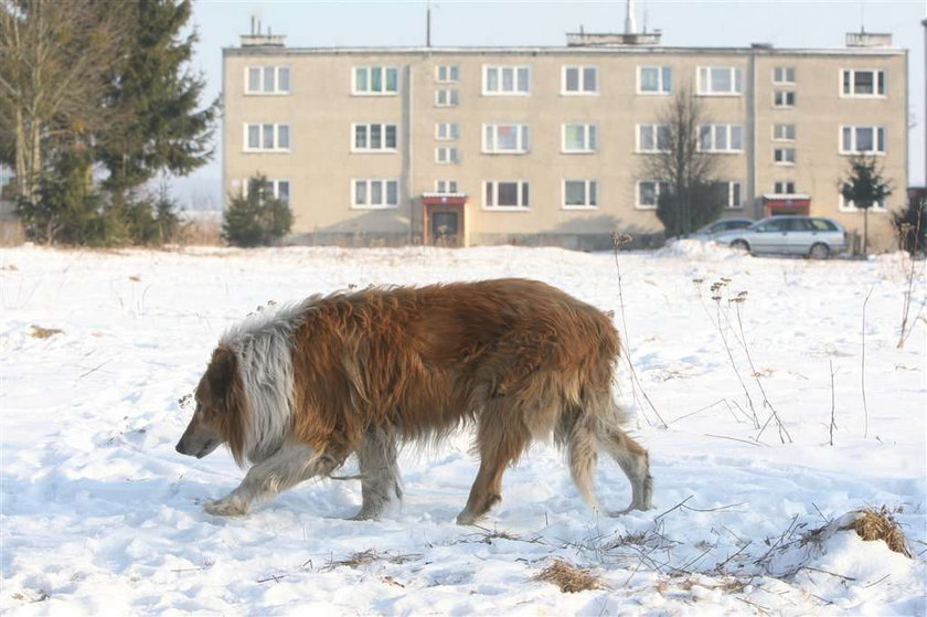 Sfory dzikich psów terroryzują wieś!