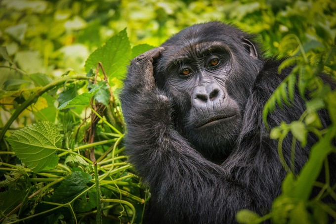 Beteg a 46 éves budapesti gorilla, őssejtterápiával kezelik