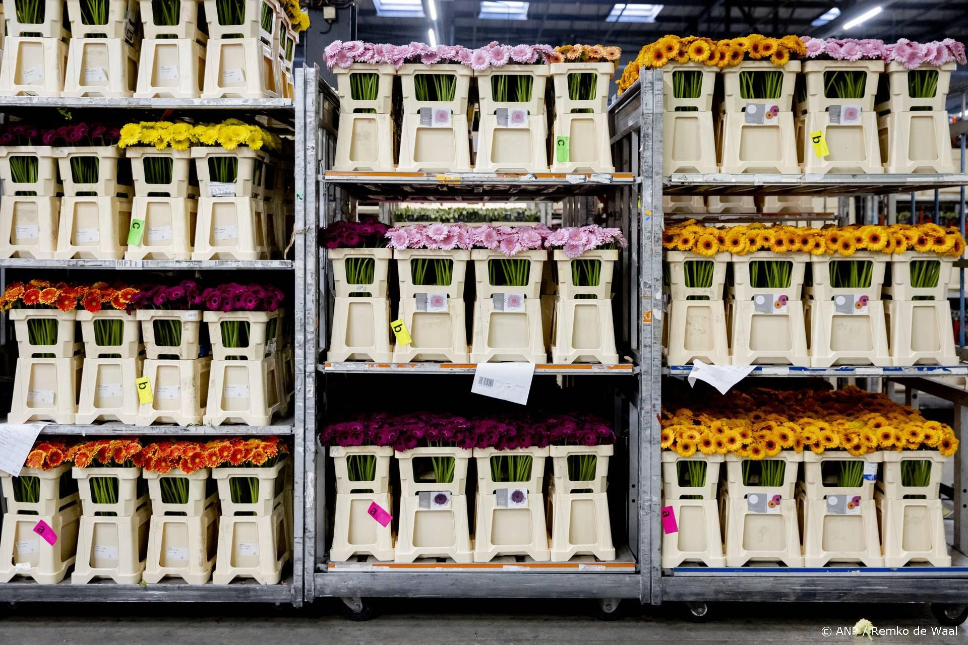 Bijna recordniveau: De bloemen- en plantenexport groeit naar €7,2 miljard