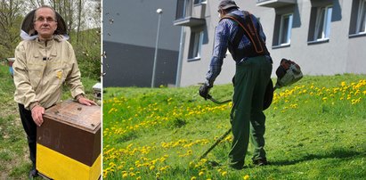 Pszczelarze są przerażeni. Wszystko przez kosiarzy