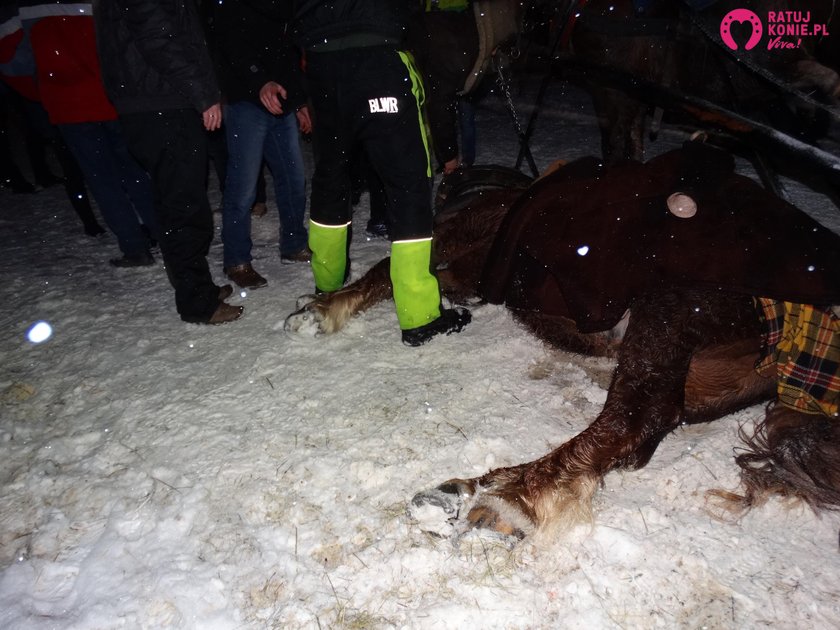 18 lutego w Wiśle Czarne zdechł koń podczas kuligu