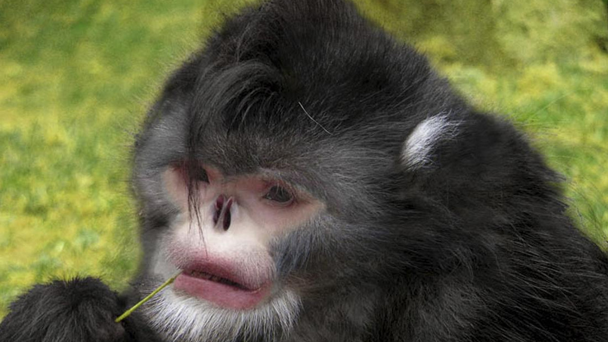 W odległych lasach himalajskich naukowcy z międzynarodowej organizacji charytatywnej Flora &amp; Fauna International odnaleźli nietypowy gatunek małpy. Zwierzę kicha w czasie deszczu - informuje serwis telegraph.co.uk