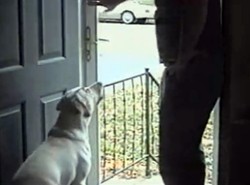 Pies przez szybę nie przejdzie!