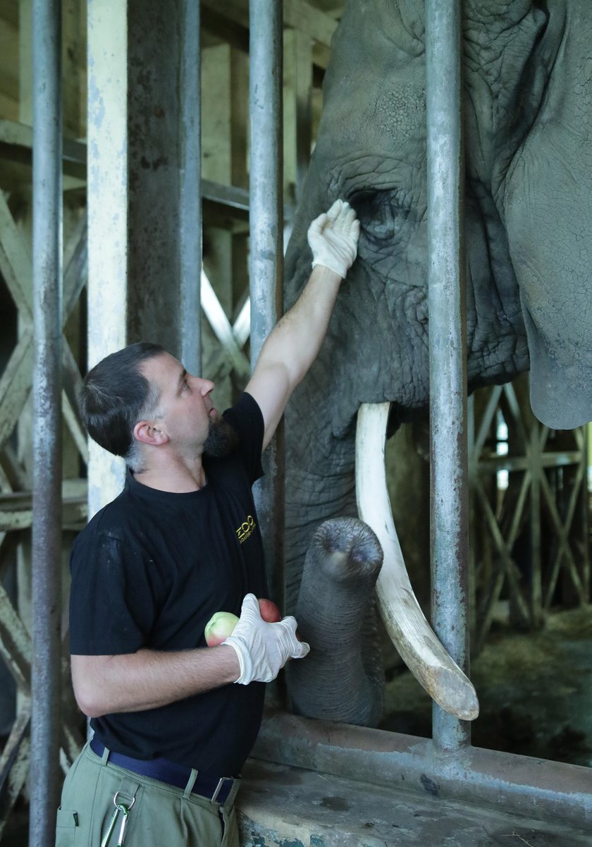 Tak dbają o słonie w zoo w Gdańsku