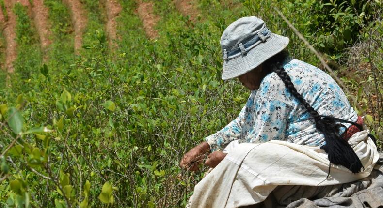 Traditional coca farmer Gladys de Quispe at work in her fields in Cruz Loma, in December 2019