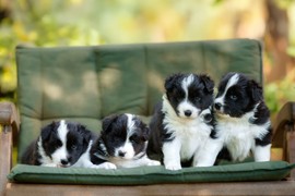 Do koliko meseci je pas štene? Ova TRI ZNAKA jasno ukazuju na promenu, a evo zašto je VAŽNO da to znate!