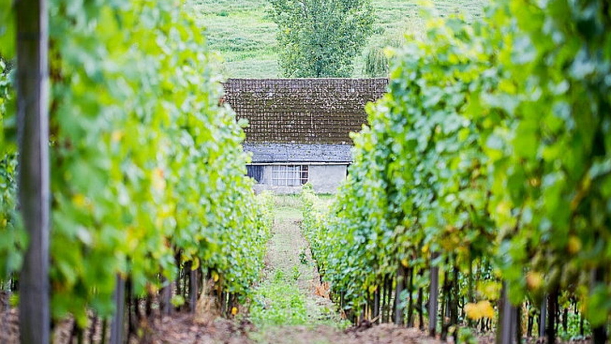 Lubuscy winiarze zapraszają na otwarte weekendy do swoich winnic. Kolejna okazja już w tę sobotę oraz niedzielę.