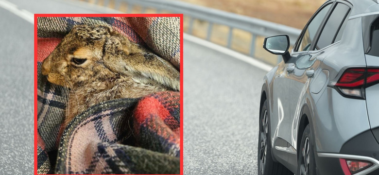 Zając przejechał pod maską samochodu 700 km. Jego podróż ma tragiczny finał