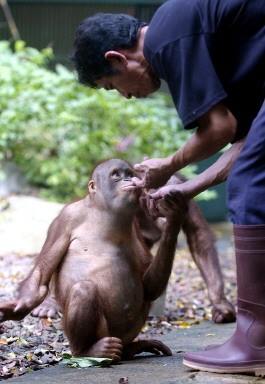 INDONESIA-WILDLIFE-ORANGUTAN