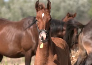 Genetski modifikovani konji