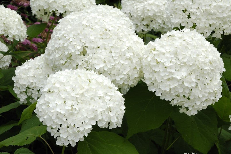 Hortensja Anabelle - okrągłe, ogromne kwiatostany, średnica nawet 25 cm. wymaga podwiązywania