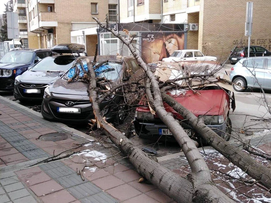 Stablo koje se srušilo kod Uslužnog centra "Medijana"