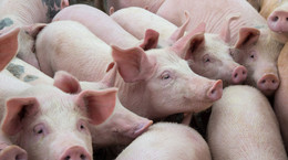 Wirus wywołujący choroby świń może zagrażać człowiekowi. Koronawirus SADS-CoV namnaża się w ludzkich płucach i jelitach