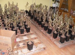 Policja znalazła megaplantację konopi