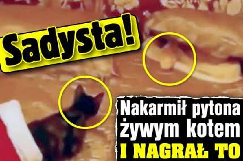 Sadysta! Nakarmił pytona żywym kotem i nagrał to