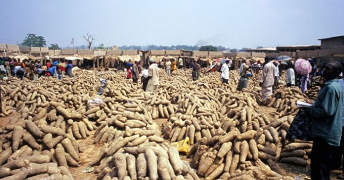 Yam Nigeria is the highest producer of this crop, thanks to these