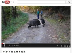 Rodzinny spacer z psem i ... dzikami [WIDEO]