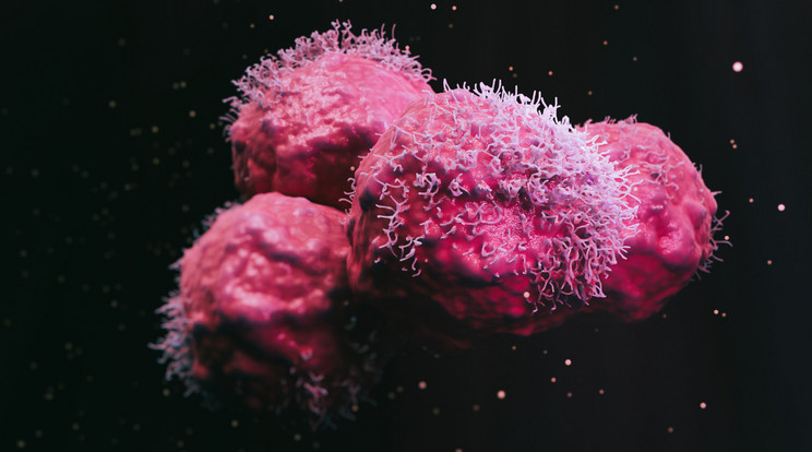 Pásztázó elektronmikroszkópos felvétel (SEM) feljavított 3D-s képe rákos rosszindulatú sejtekről. A sejtnövekedés egy precízen szabályozott folyamat, amelyben a TORC1 fehérjének alapvető szerepe van. Ha a fehérje hibás, akkor könnyen kialakulhat a rákos sejtburjánzás vagy más betegség. / Fotó: Getty Images